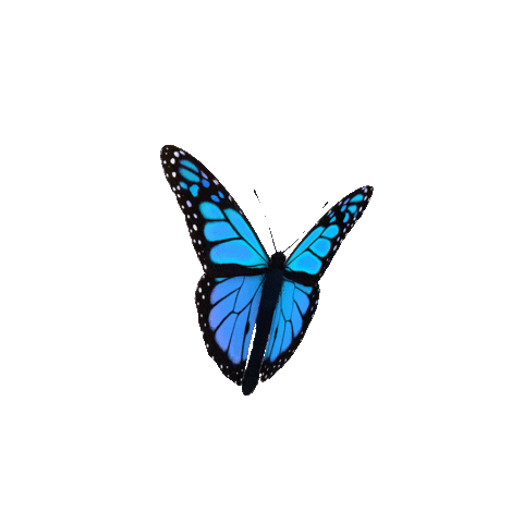 blue-monarch-butterfly-sticker-qm1j6342t084dtbg (1).gif