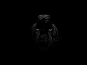 Panthersprung