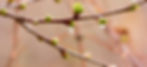 tree-bud.jpg