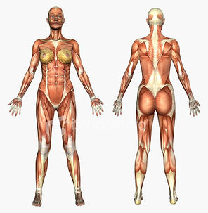 female anatomy photo