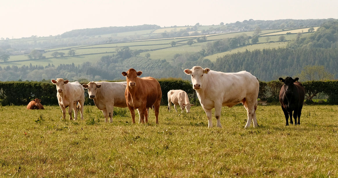Cattle standing on pasture with rolling farmland behind them