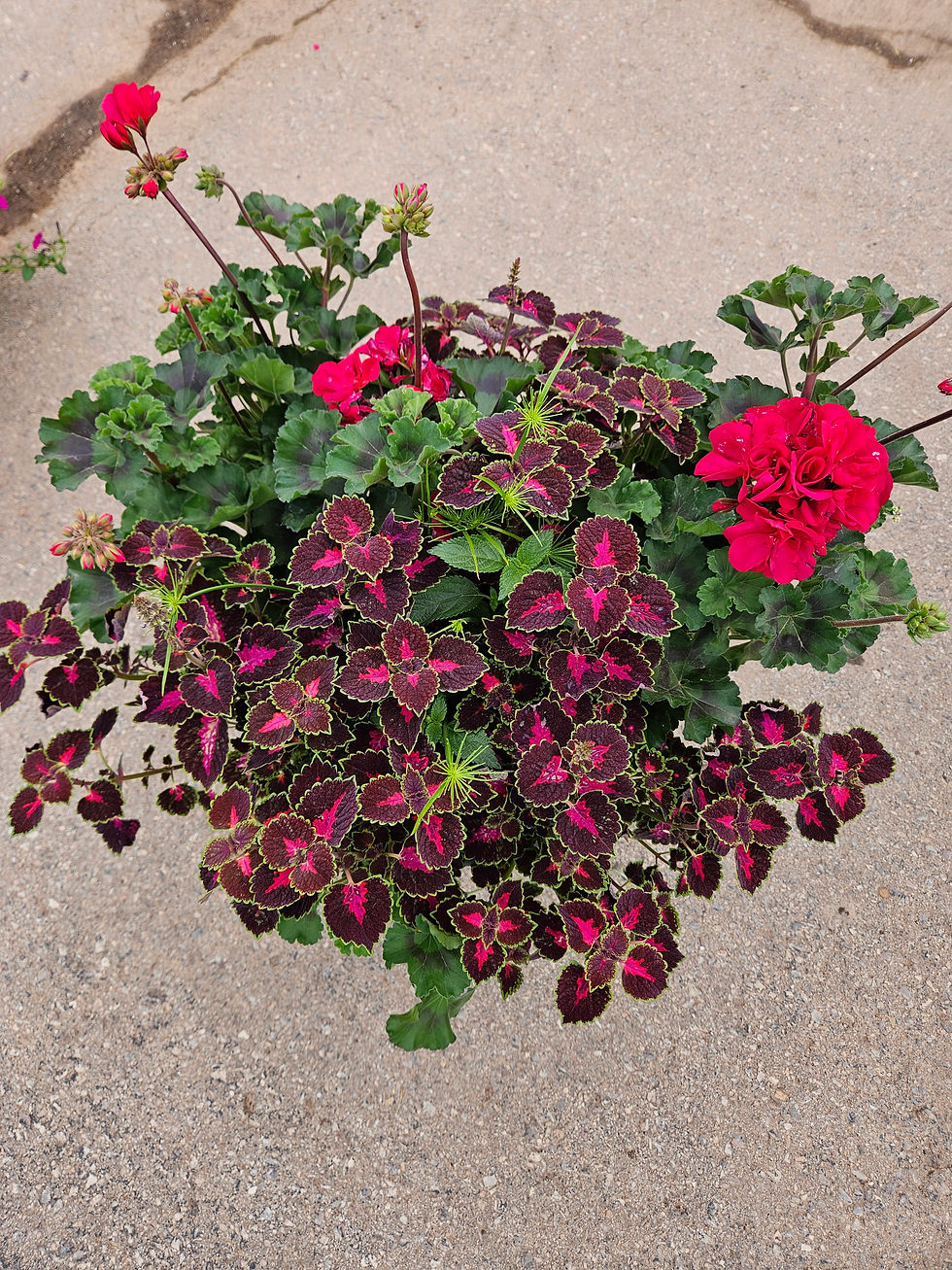 Thumbnail: Color Mix Deco Patio Pot 12"