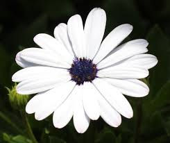 Thumbnail: Osteospermum 4.5" /QT Annual Sun