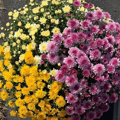 Huge Mums!
