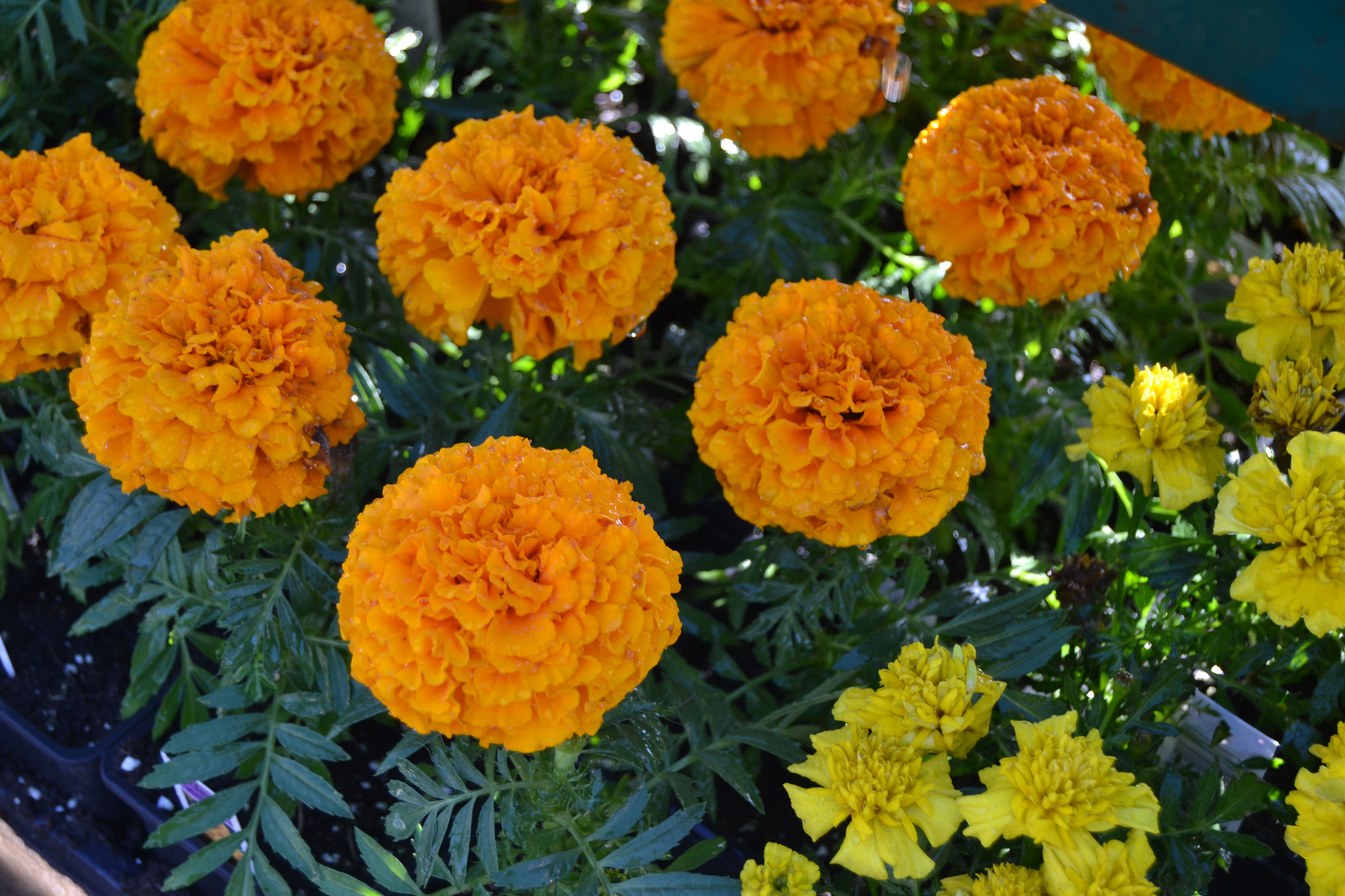 Marigold Annual Bedding Plant Flat-Sun