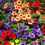 Thumbnail: Million Bells/Calibrochoa Patio Pot- 12" Sun