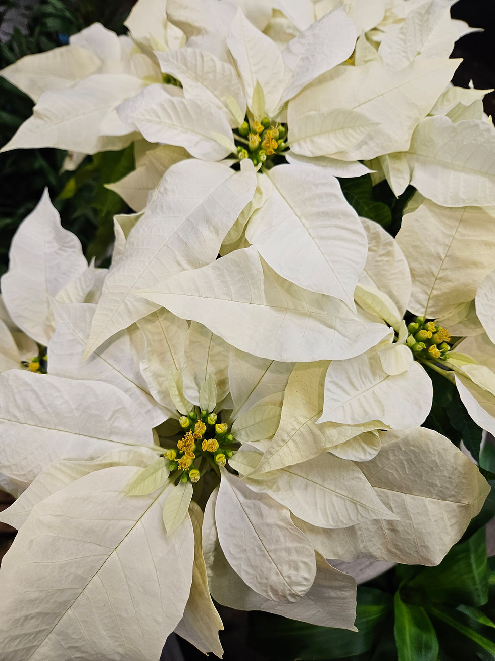 Thumbnail: Poinsettia 8" in Foil Cover
