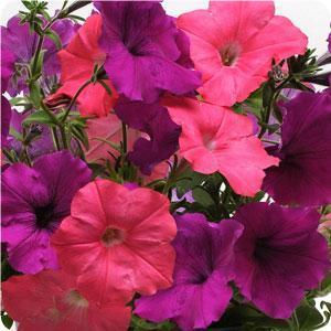 Thumbnail: Premium Hanging Basket 10/11"- Petunia Trailing