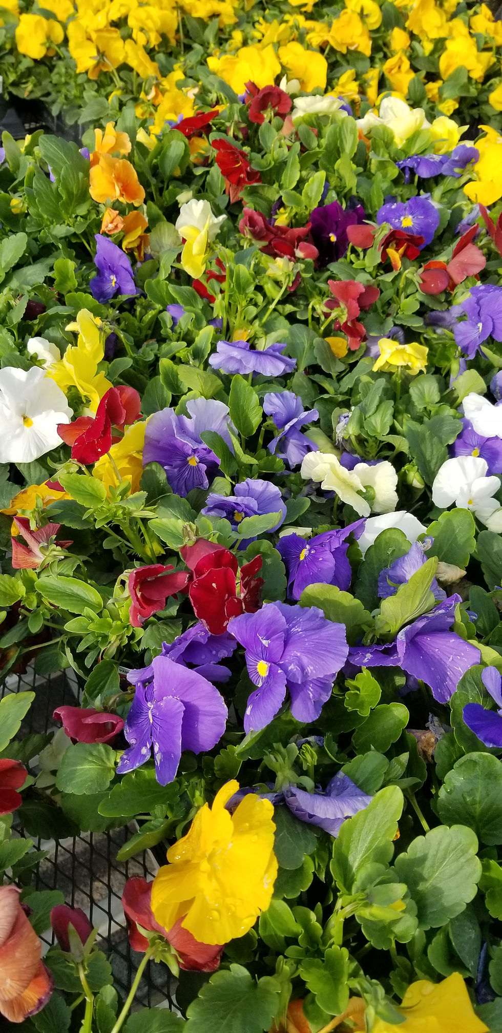 Thumbnail: Pansy- Clear Face Jumbo 6PK