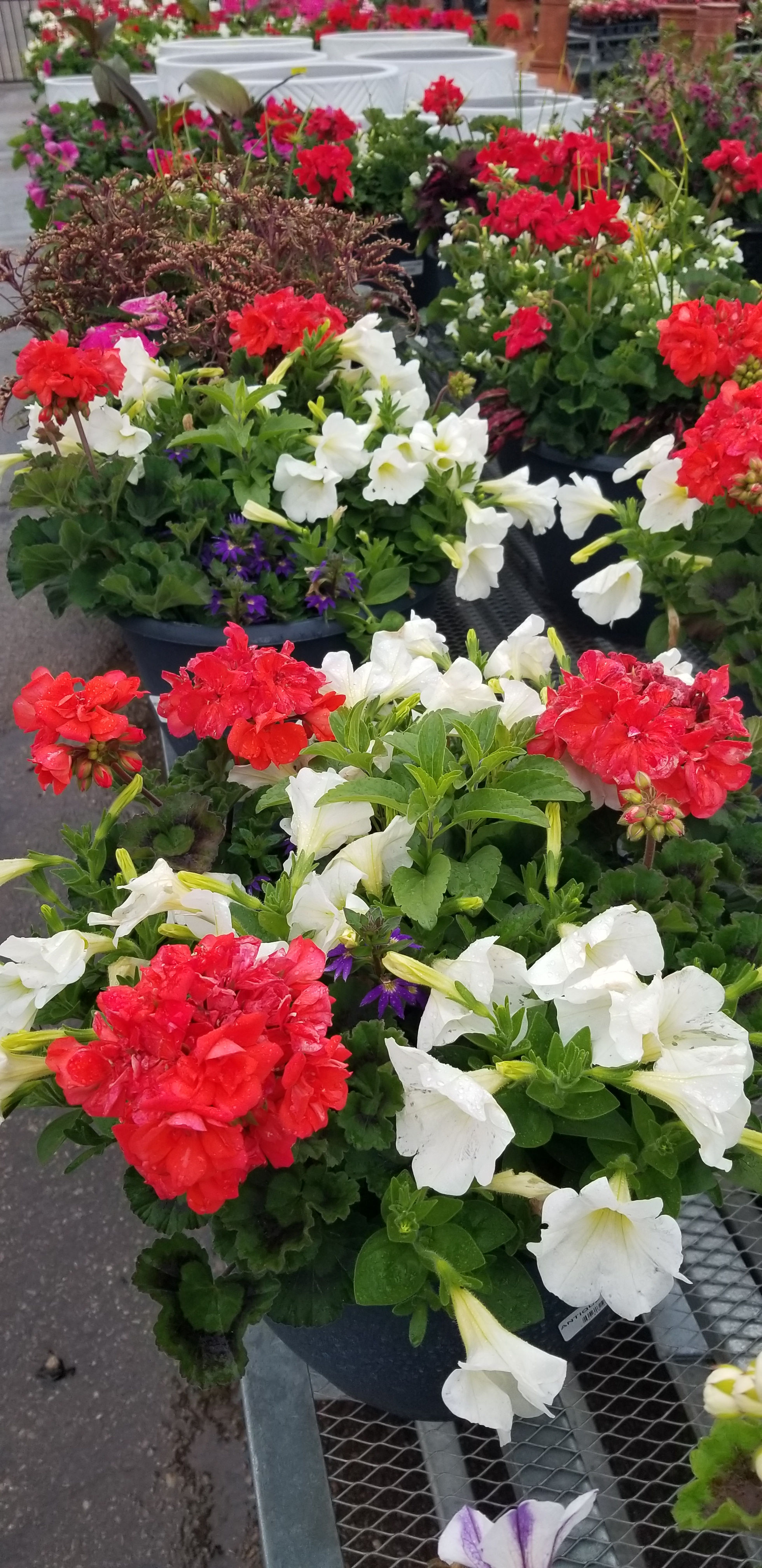 12" Combo Patio Pot