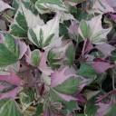 Thumbnail: Potato Vine 4.5" QT PA
