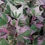 Thumbnail: Potato Vine 4.5" QT PA