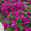 Thumbnail: Million Bells/Calibrochoa Patio Pot- 12" Sun