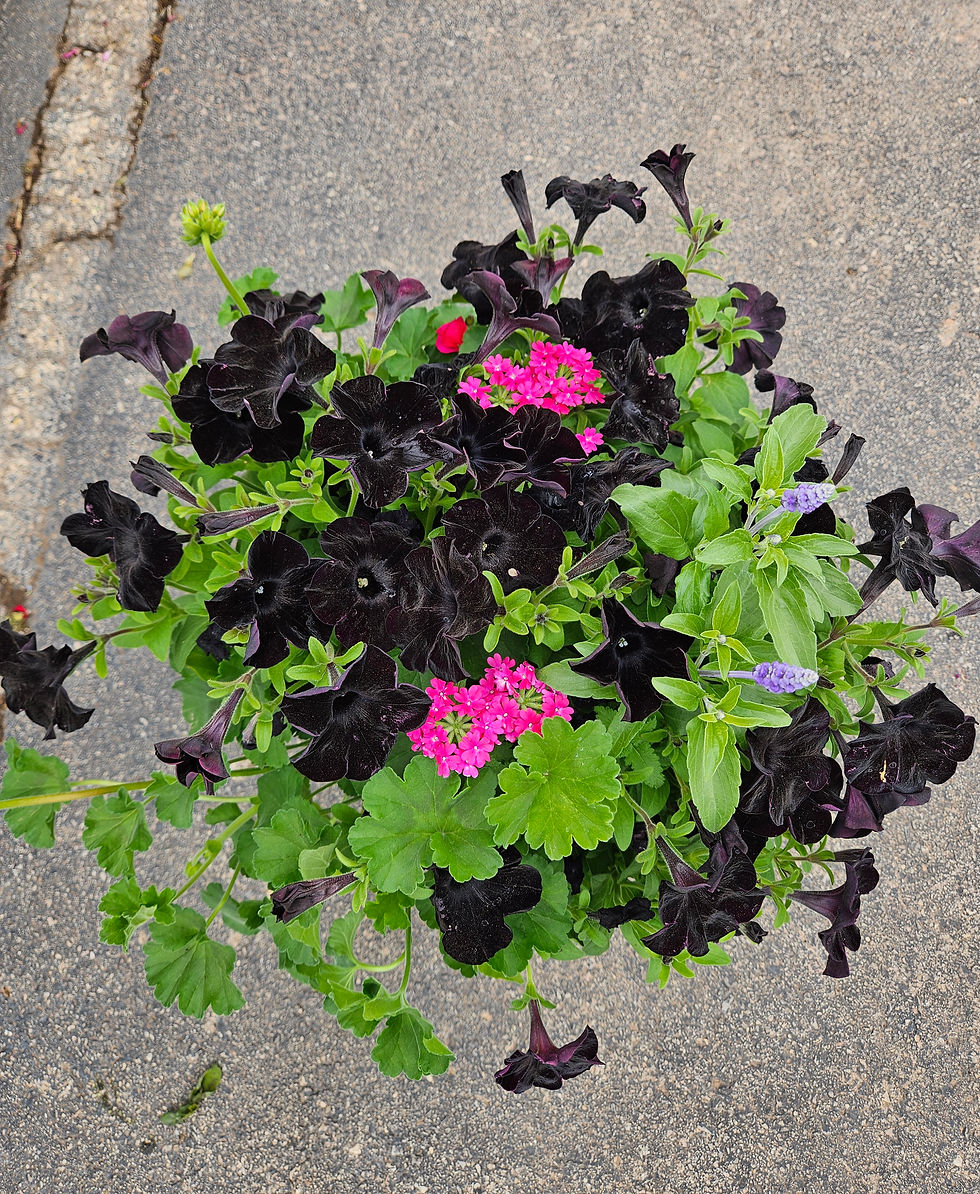 Thumbnail: Color Mix Deco Patio Pot 12"