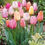 Thumbnail: Golden Parade Tulip Bulbs 7 Count