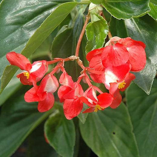 ceylon philodendron Philodendron Lemon Lime Upright in 4 Nursery Pot  Ceylon Gold Philod   PlantVers Houseplants