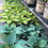 Thumbnail: Hosta  Asst. Perennial 1 Gallon