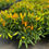 Thumbnail: Ornamental Peppers-  5" Fancy pot