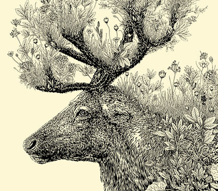 Rangifer