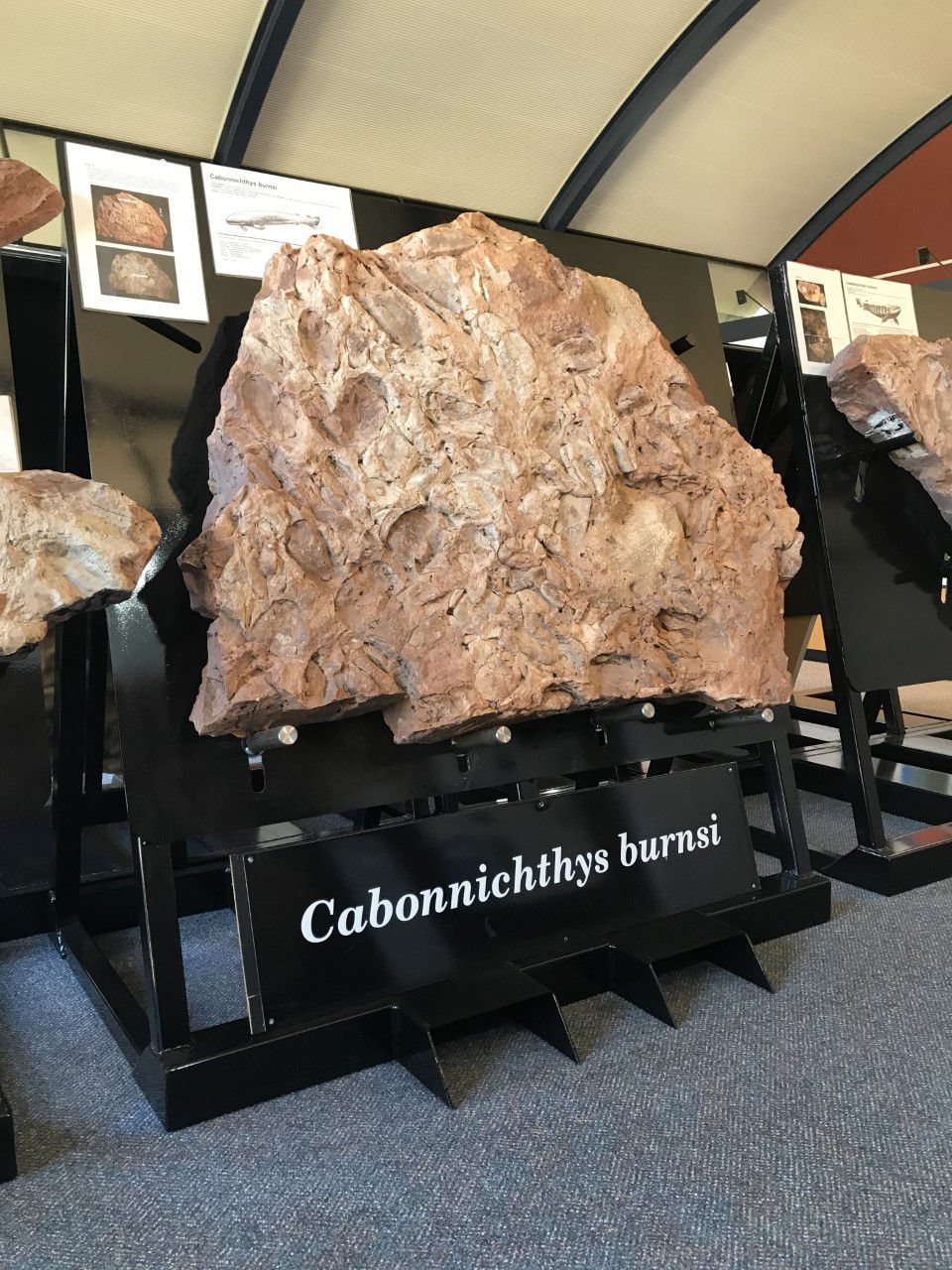 20200802 Gallery Cabnonnichthys burnsi 2