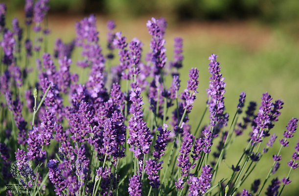 04_Lavandula_angustifolia.png