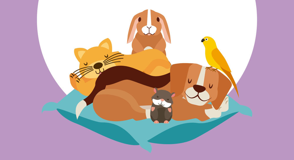 Nos animaux de compagnie polluentils l’air de nos foyers