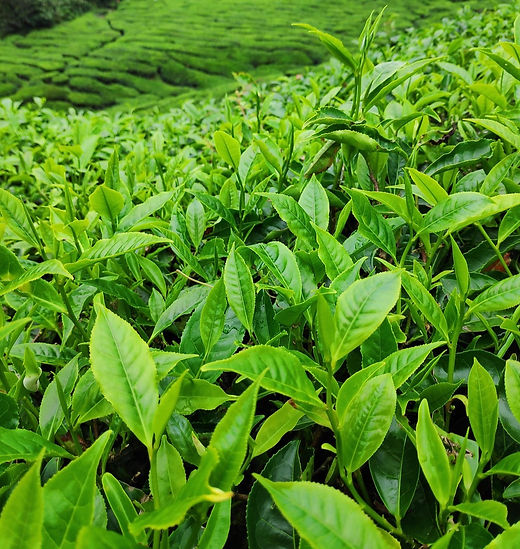 tea-plantation-4684410_1280_edited.jpg