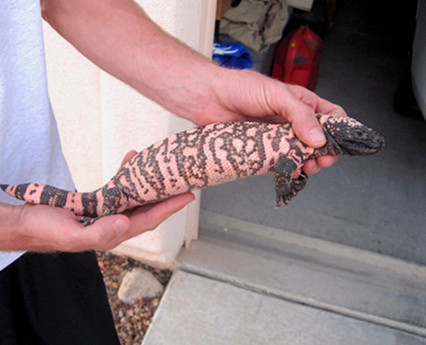 Josh Waling- 1st Response Wildlife | gila monster relocation
