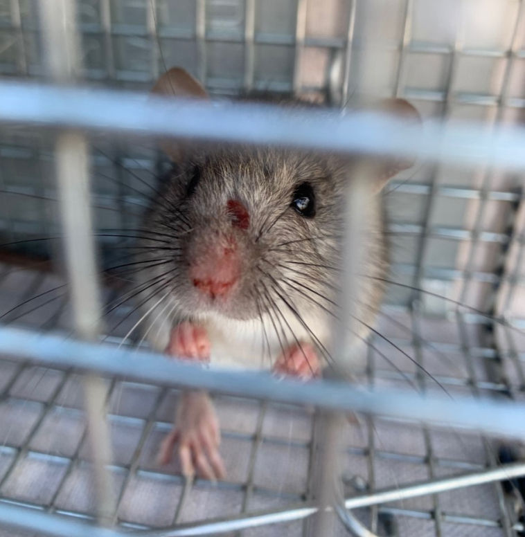 rodent relocation | 1st Response Wildlife