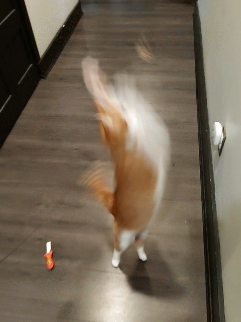IMG_20191226_083403_exported_stabilized_