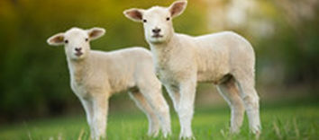 Lambs.jpg