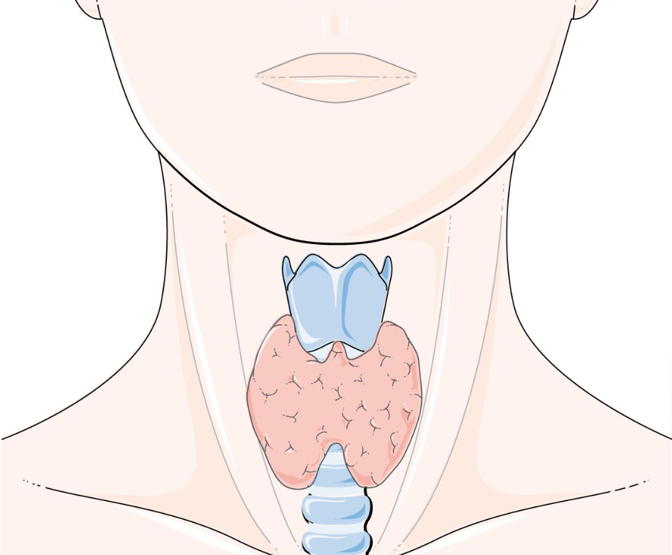 Rôle de la glande thyroïde dans le métabolisme et la sensibilité au froid.