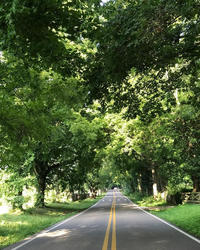 tree lined road copy.jpeg