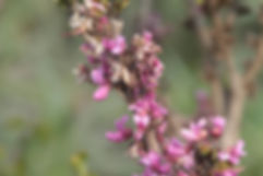 Pink Bloom