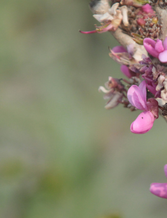 Pink Bloom