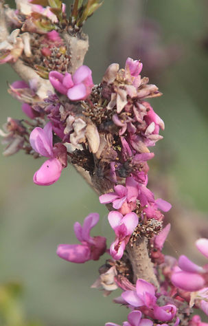 Pink Blossoms Close-Up