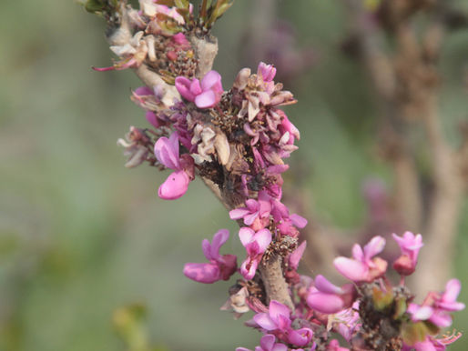 Essbare Blüten - Kräuterexkursion mit Wildpflanzenküche