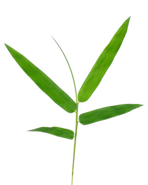Bamboo Leaves