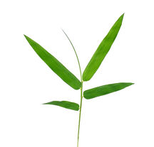 Les feuilles de bambou