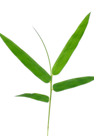Bamboo Leaves