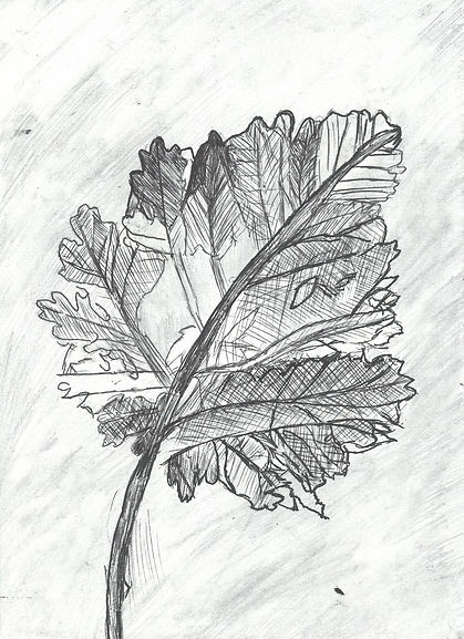 scan_shedubii1_2022-06-27-14-51-57_3.jpeg
