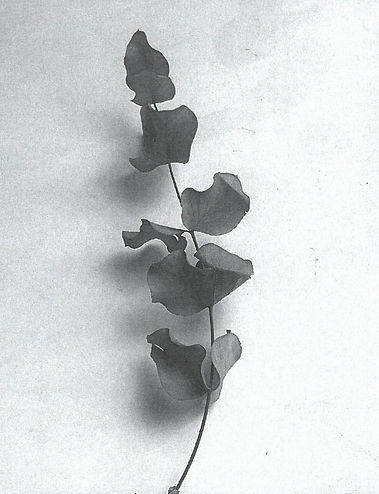 scan_shedubii1_2022-07-06-13-59-05_3.jpeg