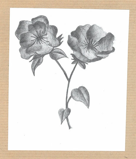 scan_shedubii1_2022-06-09-13-29-55_3.jpeg