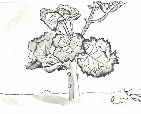 scan_shedubii1_2022-06-15-09-40-54_1.jpeg