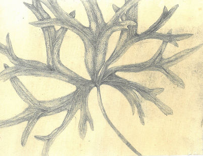 scan_shedubii1_2022-07-06-12-04-27_3.jpeg