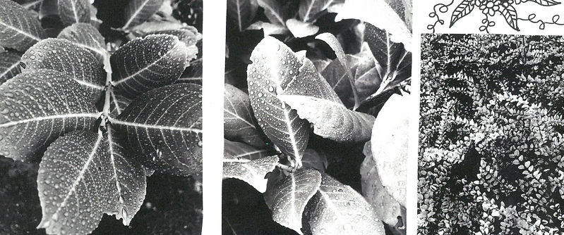 scan_shedubii1_2022-06-27-14-51-57_1.jpeg