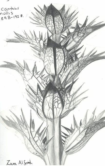 scan_shedubii1_2022-06-17-10-39-05_3.jpeg