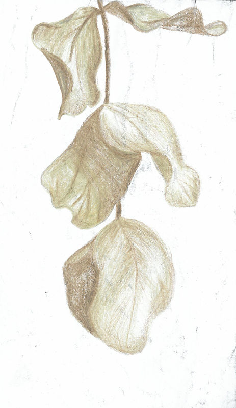 scan_shedubii1_2022-06-09-12-58-32_5.jpeg