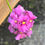 Miniatura: NEMESIA