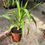 Miniatura: YUCA